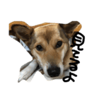 今日もしあわせ保護犬しっぽたん（個別スタンプ：27）