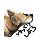 今日もしあわせ保護犬しっぽたん（個別スタンプ：28）