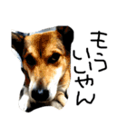 今日もしあわせ保護犬しっぽたん（個別スタンプ：29）