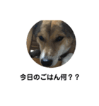 今日もしあわせ保護犬しっぽたん（個別スタンプ：30）