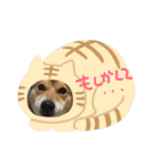 今日もしあわせ保護犬しっぽたん（個別スタンプ：31）