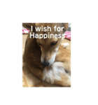 今日もしあわせ保護犬しっぽたん（個別スタンプ：32）