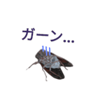 セミ君スタンプ（個別スタンプ：14）