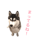 シベリアンハスキー 日常スタンプ18（個別スタンプ：5）