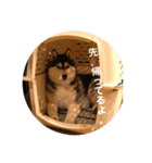 シベリアンハスキー 日常スタンプ18（個別スタンプ：8）