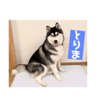 シベリアンハスキー 日常スタンプ18（個別スタンプ：11）