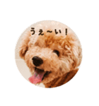 トイプードル ドキンちゃん（個別スタンプ：1）