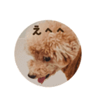 トイプードル ドキンちゃん（個別スタンプ：2）