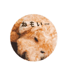 トイプードル ドキンちゃん（個別スタンプ：3）