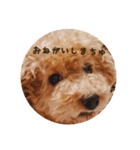 トイプードル ドキンちゃん（個別スタンプ：4）