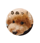 トイプードル ドキンちゃん（個別スタンプ：6）