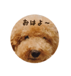 トイプードル ドキンちゃん（個別スタンプ：8）