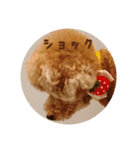 トイプードル ドキンちゃん（個別スタンプ：10）