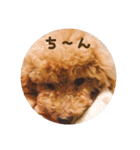 トイプードル ドキンちゃん（個別スタンプ：11）