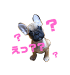 フレンチブルドッグ LOCO2（個別スタンプ：5）