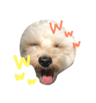 マルプー 大吉 ♂（個別スタンプ：5）