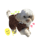 マルプー 大吉 ♂（個別スタンプ：8）