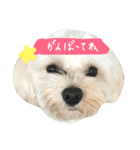 マルプー 大吉 ♂（個別スタンプ：10）