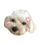マルプー 大吉 ♂（個別スタンプ：13）