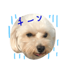 マルプー 大吉 ♂（個別スタンプ：14）