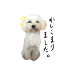 マルプー 大吉 ♂（個別スタンプ：16）