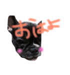 我が家のlocoちゃん（個別スタンプ：9）