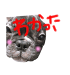 我が家のlocoちゃん（個別スタンプ：15）