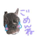 我が家のlocoちゃん（個別スタンプ：18）