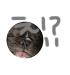 我が家のlocoちゃん（個別スタンプ：19）