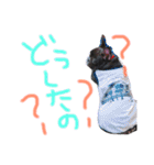 我が家のlocoちゃん（個別スタンプ：22）