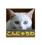 猫が言うことにゃ。2（個別スタンプ：7）