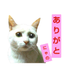 猫が言うことにゃ。2（個別スタンプ：9）