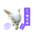 猫が言うことにゃ。2（個別スタンプ：13）