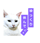 猫が言うことにゃ。2（個別スタンプ：15）