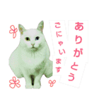 猫が言うことにゃ。2（個別スタンプ：22）