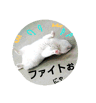 猫が言うことにゃ。2（個別スタンプ：29）