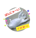 猫が言うことにゃ。2（個別スタンプ：30）