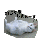 猫が言うことにゃ。2（個別スタンプ：33）