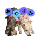 伊佐なつ＆ねぎ（個別スタンプ：5）