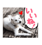 伊佐なつ＆ねぎ（個別スタンプ：9）