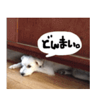 伊佐なつ＆ねぎ（個別スタンプ：11）