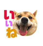 ナッツ純 友情編（個別スタンプ：3）