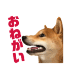ナッツ純 友情編（個別スタンプ：9）