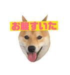 ナッツ純 友情編（個別スタンプ：22）