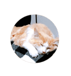 ノルウェージャンフォレストキャット 2（個別スタンプ：2）