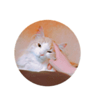 ノルウェージャンフォレストキャット 2（個別スタンプ：3）