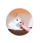 ノルウェージャンフォレストキャット 2（個別スタンプ：4）