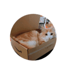 ノルウェージャンフォレストキャット 2（個別スタンプ：7）