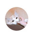 ノルウェージャンフォレストキャット 2（個別スタンプ：8）