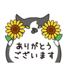 はらぺこ猫の夏（個別スタンプ：16）